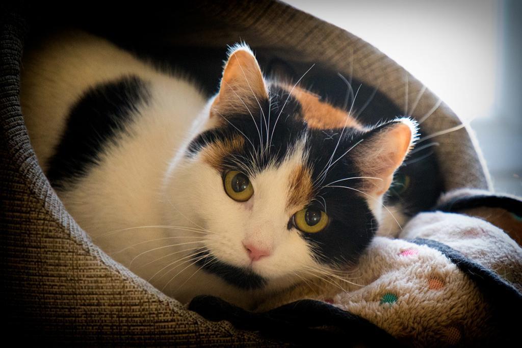 Luxury Cattery in Sheffield