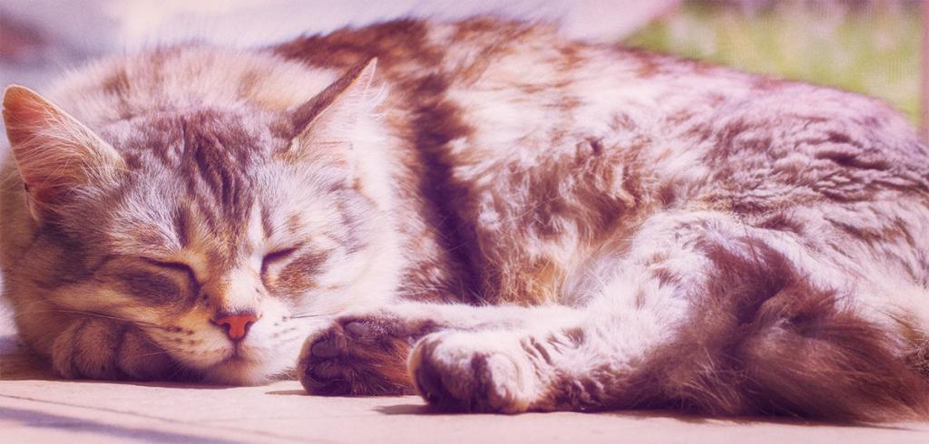 Luxury Cattery in Sheffield