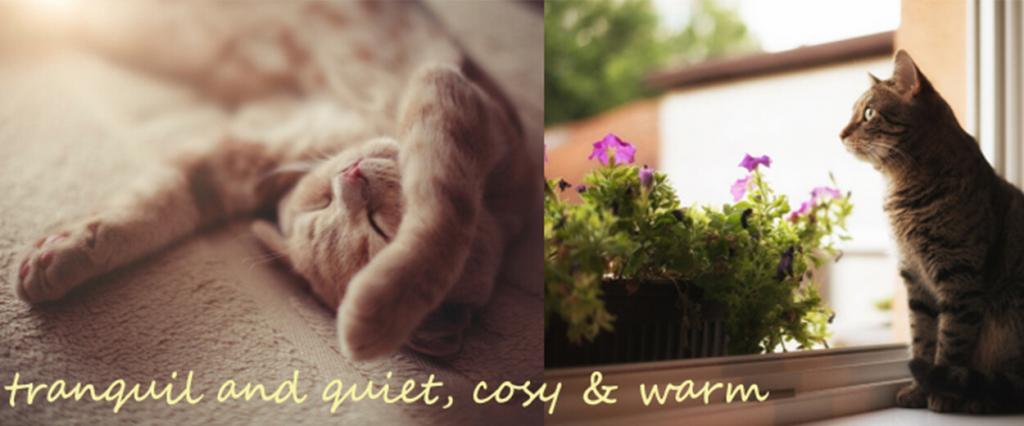 Cattery Sheffield and Chesterfield