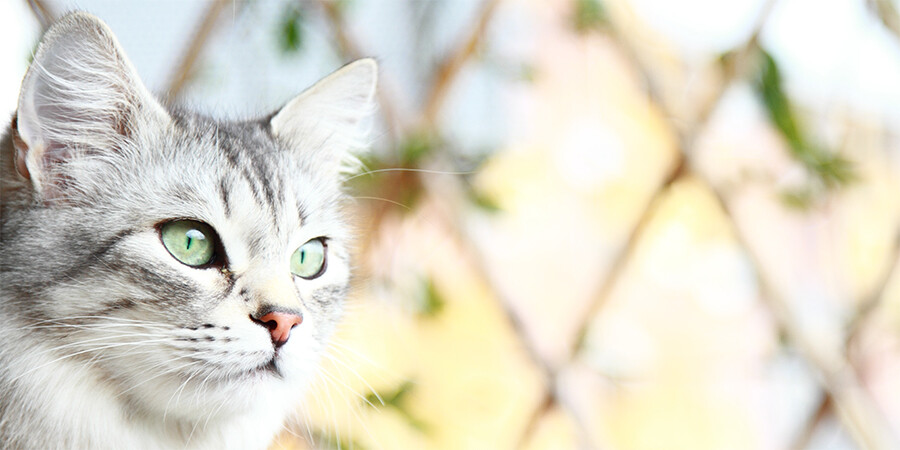 Aristocat Luxury Cattery Chesterfield