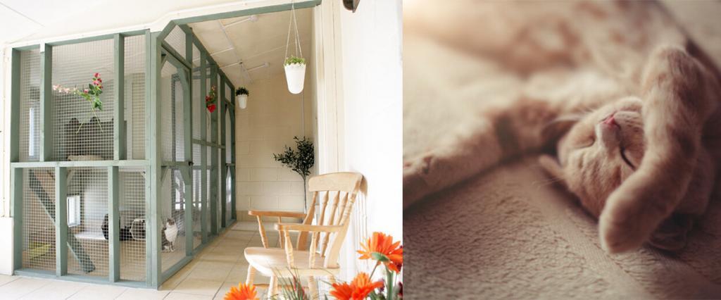 Aristocat Luxury Cattery Chesterfield