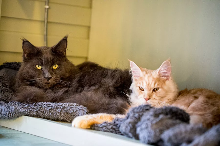 Cattery Chesterfield